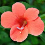 PLATONE Baleria Plant (Hybrid, Pack Of 1)