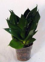 Cloud Farm Hybrid and Air Purification Snake Plant - 200 mm CF20761