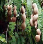 Cloud Farm Hybrid Thai Sweet Tamarind Plant - 200 mm CF46