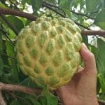 Baishnab Custard Apple PlantAata PlantCustard Apple / Sita Fal Live Plant[CF1]