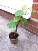 Cloud Farm Air Layered Grapes Angoor Healthy Plant [CF552]