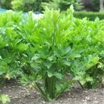 Plantzoin Celery Ajmod Apium graveolens Parcel Live Plant