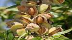 Platone Almond Plant Live Plant Badam Indian Almond Tropical-Almond Deciduous And Erect Tree Without Pot Suitable Garden Plant(1 Healthy Live Plant)