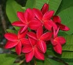 Online Plant Bazar Red Plumeria Champa Flower Live Plant