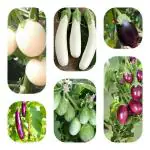 JIGNISHA SEEDS Combo Of 6 Type F1 Hybrid Brinjal Vegetable Seeds For Home, kitchen, Balcony Gardening-Pack of 50 Seeds