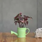 Plantlane Ceramic Medium Watering Can Design Pot/Planter/Table Top Pot/Indoor Outdoor Pot (Green)