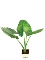 UGAOO Giant Taro Natural Live Indoor Plant With Pot (Extra Large)