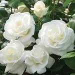 Cloud Farm Hybrid Beautiful White Color Rose Flower Healthy Plant, Sada Golap (grafted) Special Variety 