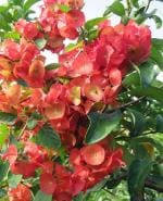 Plantzoin Chinese hat Kapni Holmskioldia sanguinea Ghantiphula Live Plant