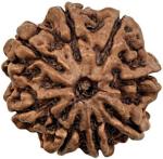 Shivoham 8 Mukhi Certified Nepali Rudraksha Wooden Yantra