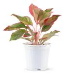 PHULWA Aglaonema Lipstick Live Plant With White Plastic Pot
