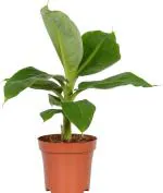 Baishnab Banana PlantKola PlantGardens Live Kela/Banana Plant For Puja/Worship 1 Healthy Live Plant With Plastic Bag
