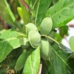 Kapebonavista indian almond sappling plant, jangli badam, postabadam