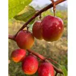 Cloud Farm Special Miss India Apple ber plant,Lal Kul Hybrid and Sweet (Grafted) Healthy Plant, Pack Of 1,CF_T117