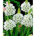 PARYAVARAAN Ornithogalum | Chincherinchee Aromatic Flower Bulbs For Indoor/Outdoor Gardening Pack Of 2