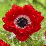 PARYAVARAAN Anemone Flower Bulbs Red - Pack of 5