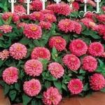 PARYAVARAAN Zinnia Pink Flower Seeds For Home Gardening Pack of 50 seeds
