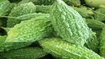 PLATONE Bitter Gourd (Karela) Organic Desi Seeds(Pack Of100 Seeds Per Packet)