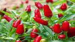 PLATONE African Bird Eye Chilli Kanthari Mulaku,Thai Pepper(Pack Of120 Seeds)
