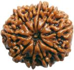 Shivoham Brown Wooden 10 Mukhi Nepal Rudraksha