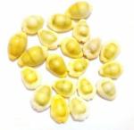 DVM Handmade Pooja Shree Ji Puja Samagri Kendra Festive Decor & Gifting