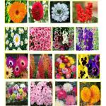 16 Types Different Flower Plant Seeds