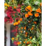 Cloud Farm Nagpur Mandarin Orange All Time Variety Grafted Santra Fruit Healthy Plants & Tree(1-1.5 Ft Size) CF_687