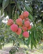 Cloud Farm Air Layered Hybrid Bombai Litchi Plant Healthy Plant [CF403111]