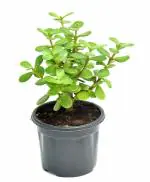 Jade Plant (Mini) in 3 Inch Pot with one gift pot | Good Luck Plant For Vastu By India Gardening