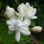 Cloud Farm Arabian Jasmine Double Petal Healthy Flower Plant CF[60601001]