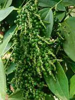 Zomoloco Black Pepper PlantGolmorich PlantHigh Yielding Dwarf Variety Thekkan Bunch Black Pepper Spice Plant with Pot m