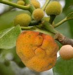 Platone ZZ PlantBaijantimala PlantFamous Exotic Bangladeshi Deoya/ Monkey Jack Fruit Live Plant.