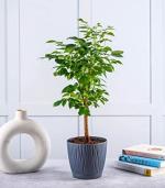 Nurturing Green Radermachera Plant In Grey Tide Self Watering Planters Pots