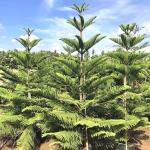 Plantzoin Cook-pine Christmas tree Araucaria columnaris Live Plant