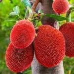 Online Plant Bazar Pink Jackfruit Grafting Live Plant