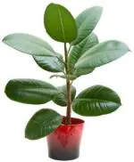 Cloud Farm Hybrid Natural Air Purifier Rubber Tree - 200 mm CFx01