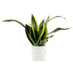 PHULWA Sansevieria Suparba Air Purifying Indoor Plant