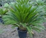 Cloud Farm Hybrid Cycus Revoluta Plant - 200 mm CF82