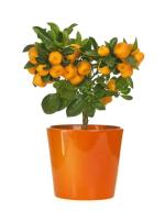 Online Plant Bazar Orange Kumkuat Lemon Live Plant-Kk02