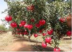 Baishnab Pomegranate PlantBedana PlantGardens Live Pomegranate Fruit Plant Punica Granatum Plant 1 Healthy Live Plant With Plastic Bag