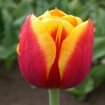 PARYAVARAAN Tulip 