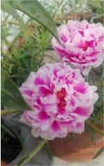 Baishnab Portulaca PlantTime phul PlantPortulaca Purselane Table rose Live Plant cuttings with roots of 12 cuttings