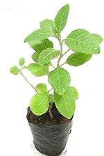 Earth Angels Bel PlantBail PlantBig fruit Bel Patra Bilva Bail Patra Aegle marmelos grafted plants valleys