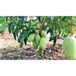 Cloud Farm Thai Katimon mango, Thailand katimon mango, Thailand katimon mango plant, Thai katimon mango tree, Thai katimon all time mango CF_N1_66