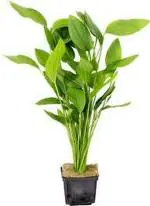 SANSEFERO Argentine Sword Pet Friendly Live Plants for Indoor Planted Aquarium