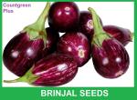 Countgreen Plus Brinjal Round Purple Vegetable Seeds, 10 Per Packet