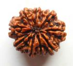 Shivoham 9 Mukhi Nepali Certified Rudraksha Wooden Yantra