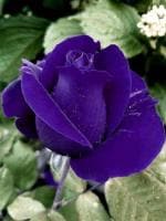 Cloud Farm Hybrid Rose Plant- 200 mm CF800091