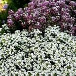 XOLDA Swiss Chard Yellow Seed (27 per packet)