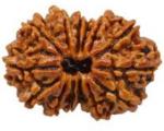 Feeltouchmart Brown Wood 14 Mukhi Rudraksha Hgj00-1001-2675